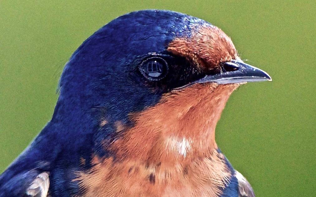 Barn swallow by hmclin is licensed under CC BY-NC-ND 2.0